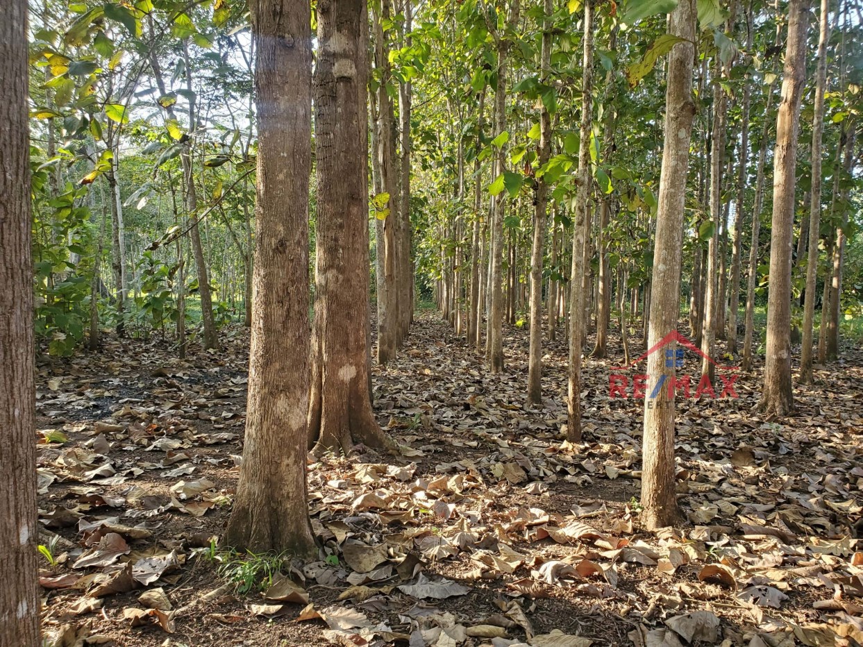Featured image 75 ACRE HARDWOOD TREE PLANTATION + 900 FT RIVER FRONTAGE – near SAN IGNACIO TOWN, CAYO, BELIZE