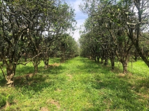 Featured image of property #4138 – 198 Acre Orchard with Producing Orange and Grapefruit Trees – Income Generating Belize Real Estate