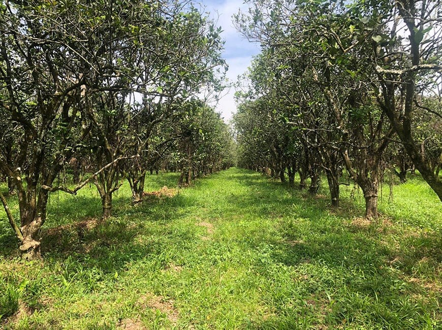Featured image #4138 – 198 Acre Orchard with Producing Orange and Grapefruit Trees – Income Generating Belize Real Estate