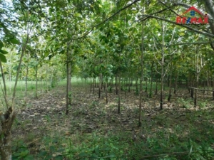 Featured image of property #2505 – 46 ACRE TREE FARM NEAR BENQUE VIEJO DEL CARMEN, CAYO DISTRICT