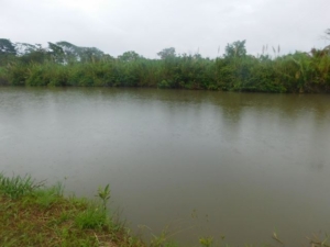 Featured image of property #2510 – 70 ACRES + RIVER – STANN CREEK DISTRICT, BELIZE.