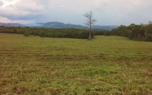 Featured image of property #2515 – ONE ACRE RESIDENTIAL LOTS – SAN IGNACIO, CAYO DISTRICT