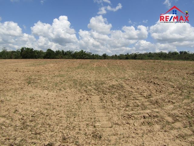 Featured image #2516 – 85 ACRES OF AGRICULTURAL LAND LOCATED CLOSE TO THE MENNONITE COMMUNITY AT SPANISH LOOKOUT.