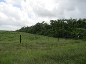 Featured image of property #2518 – 117 ACRES OF RIVERSIDE LAND LOCATED CLOSE TO THE CAPITAL CITY OF BELMOPAN.