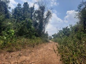 Featured image of property #2529 – 10 ACRES OF LAND NEAR SAN ANTONIO VILLAGE, CAYO DISTRICT.