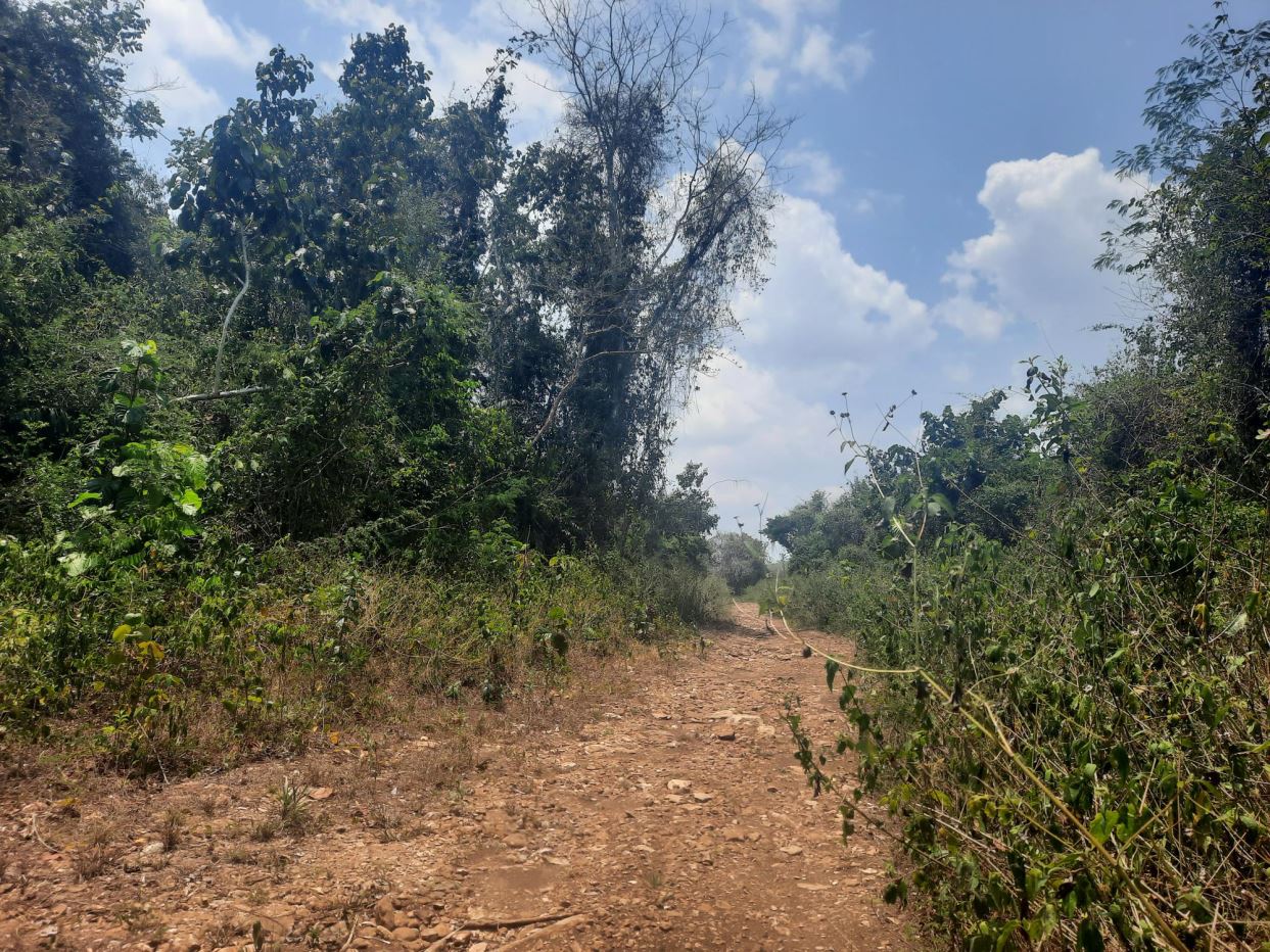 Featured image #2529 – 10 ACRES OF LAND NEAR SAN ANTONIO VILLAGE, CAYO DISTRICT.